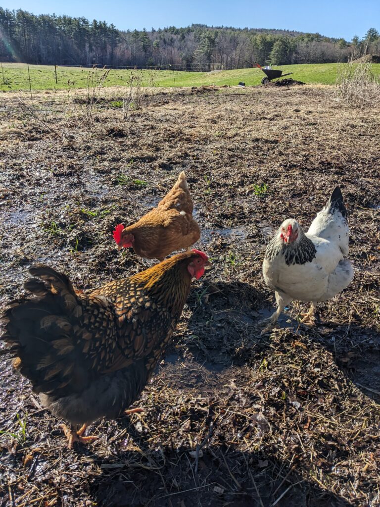 Chickens in the garden