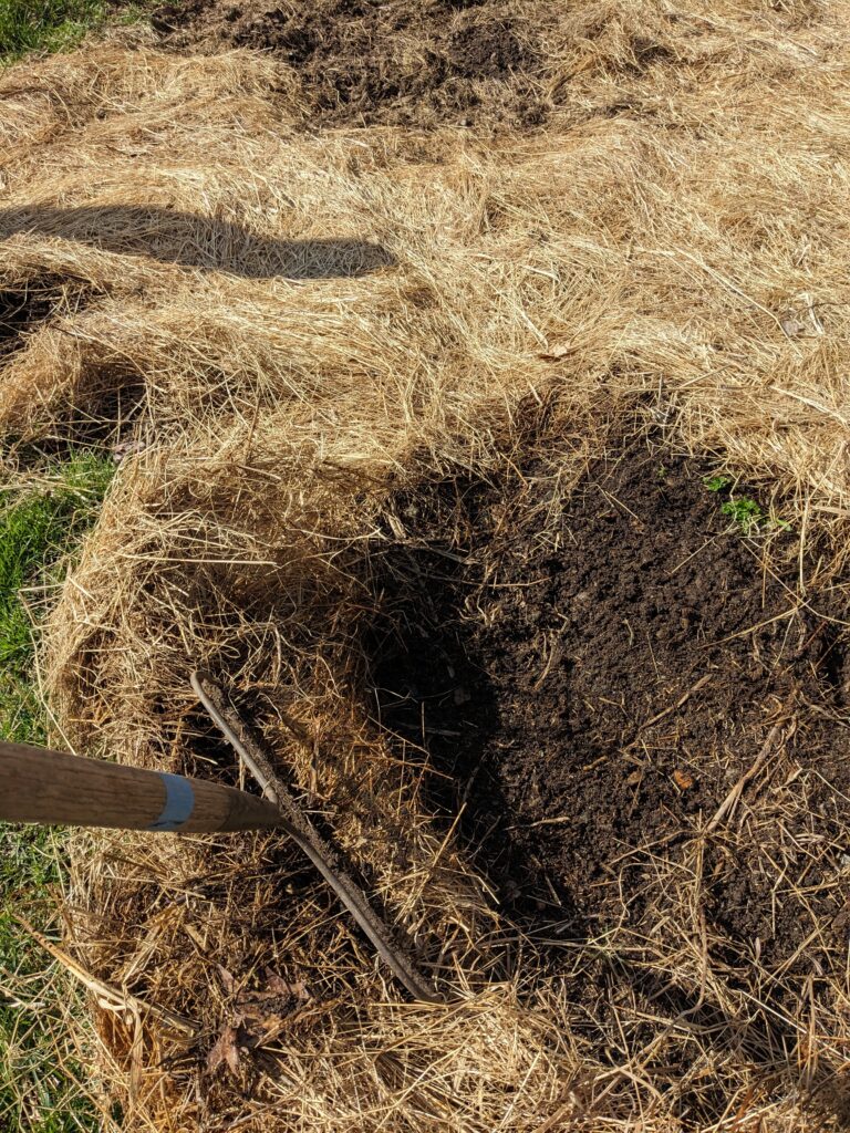 under the mulch